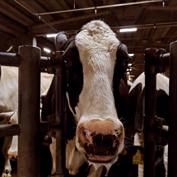 Bovini - razione su misura