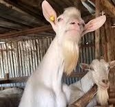 Ovini e caprini - alimentazione mirata